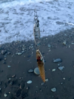 カマスの釣果