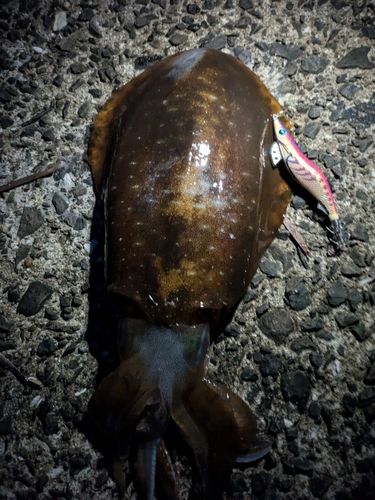 アオリイカの釣果