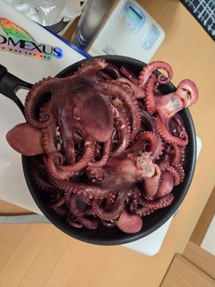 マダコの釣果