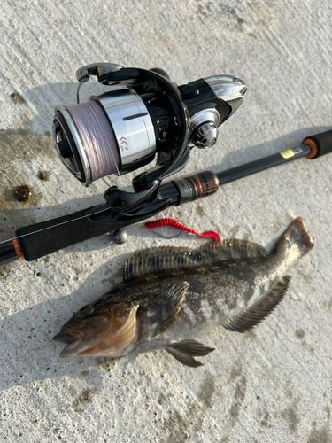 アイナメの釣果