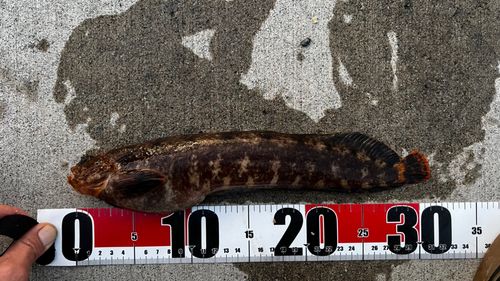 フサギンポの釣果