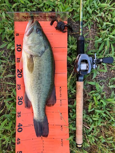 ブラックバスの釣果