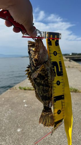 ベッコウゾイの釣果