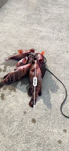 アカハタの釣果