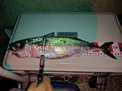 サバの釣果