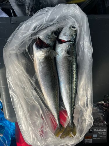 サバの釣果