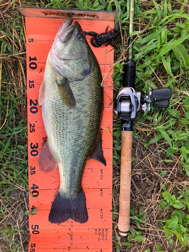 ブラックバスの釣果