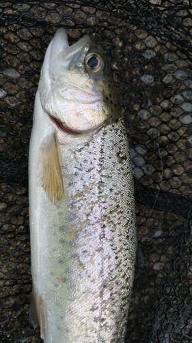 レインボートラウトの釣果