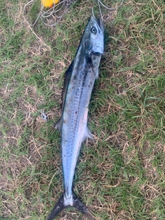 サゴシの釣果