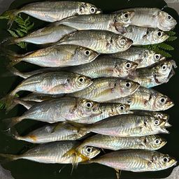 アジ