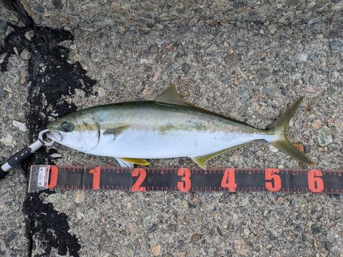 ヒラマサの釣果