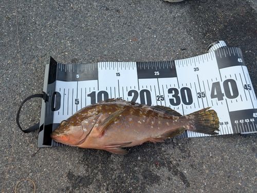 アコウの釣果
