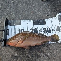 アコウ