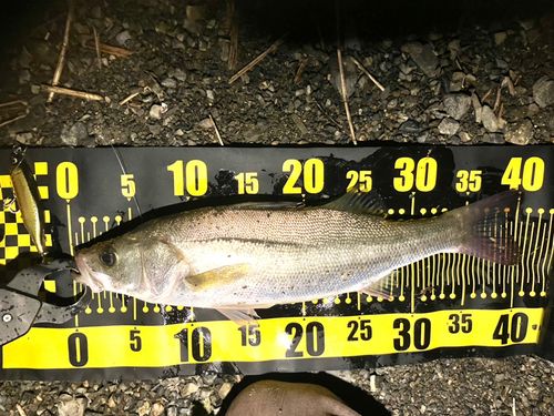 フッコ（マルスズキ）の釣果