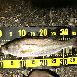 フッコ（マルスズキ）