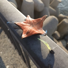 釣果