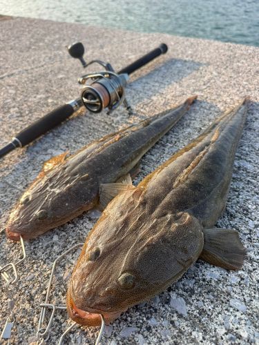 マゴチの釣果