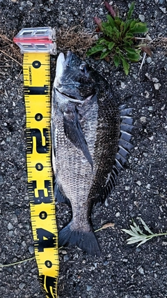 チヌの釣果