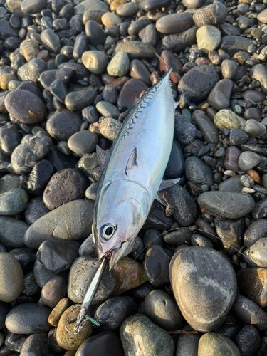 カツオの釣果