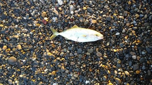 ワカシの釣果