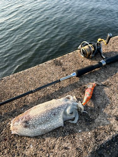 シリヤケイカの釣果