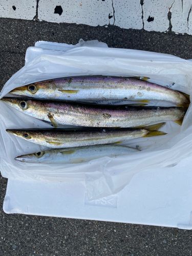 アカカマスの釣果