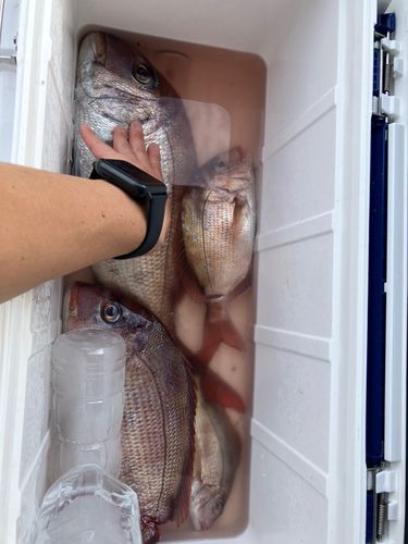 タイの釣果