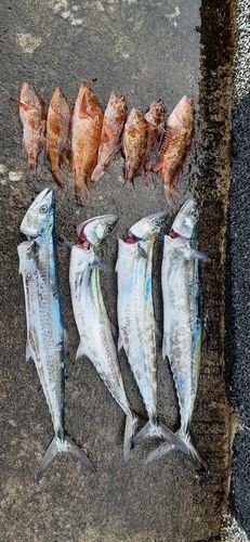 サゴシの釣果