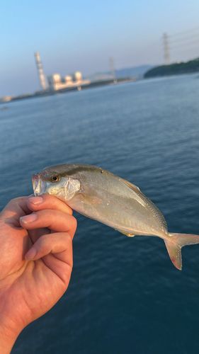 シオの釣果