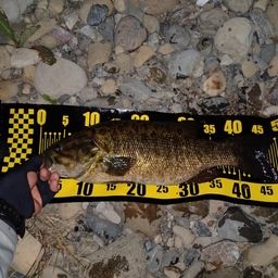 スモールマウスバス