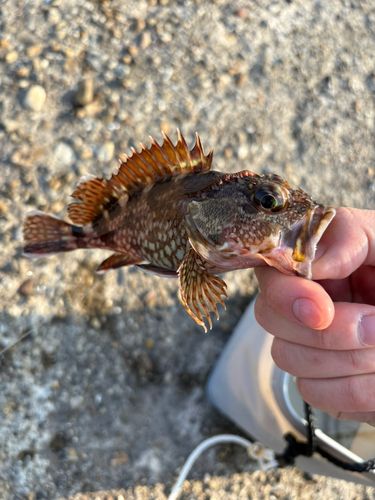カサゴの釣果