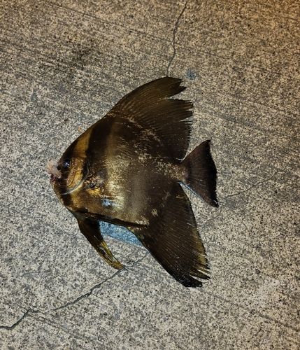 ツバメウオの釣果