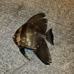 ツバメウオ