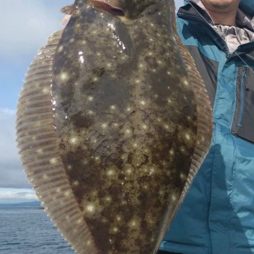 ヒラメの釣果