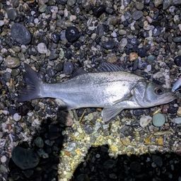 セイゴ（ヒラスズキ）