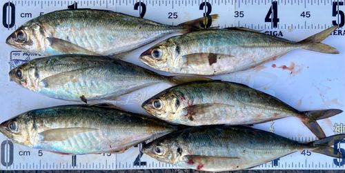 マアジの釣果