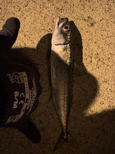 スズキの釣果