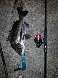 チヌの釣果