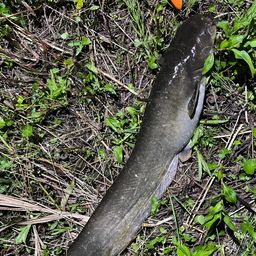 ナマズ