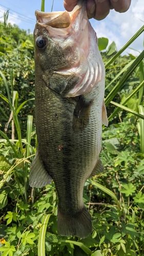 ブラックバスの釣果