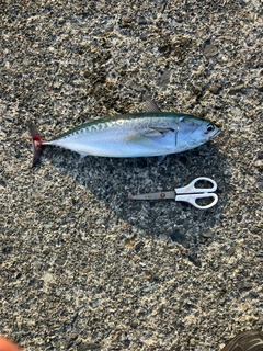 マルソウダの釣果