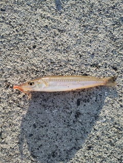キスの釣果