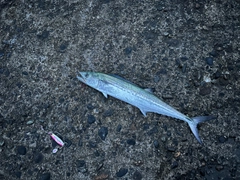 サゴシの釣果