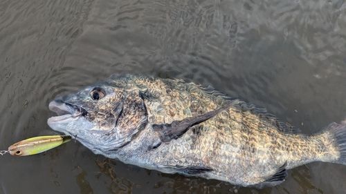 チヌの釣果