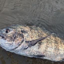 チヌ