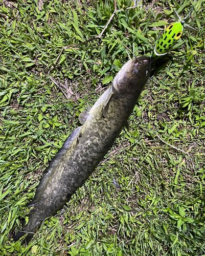 ナマズの釣果