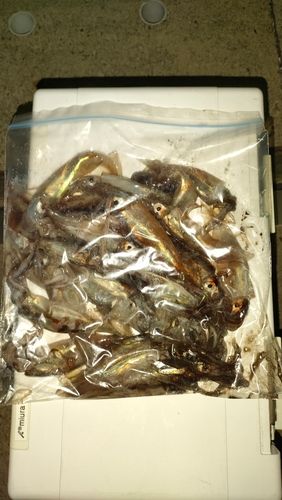 スルメイカの釣果