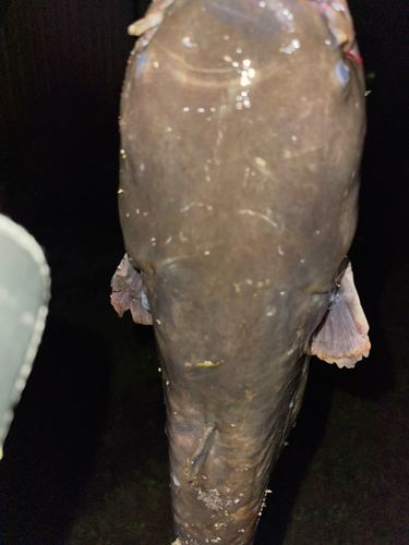 ナマズの釣果