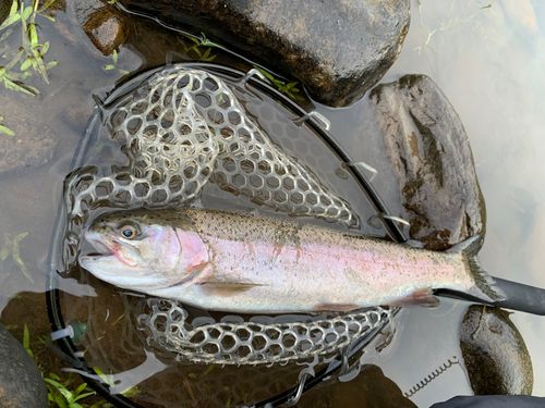ニジマスの釣果
