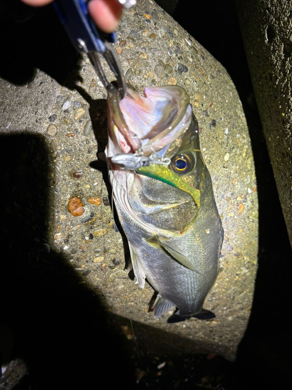 【美品】ルアーマチック　s86ML シマノ　SHIMANO LURE Amazon | ルアーセット シマノ ルアーマチックS86ML+clubTEN